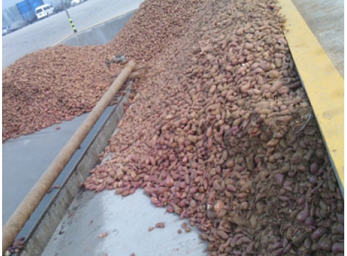  Dongbao Sweet Potato Industry Co., Ltd